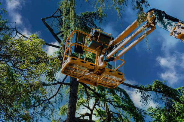 How Our Tree Care Process Works  in Carefree, AZ